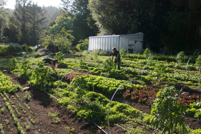 Photo of a cannabis farm.