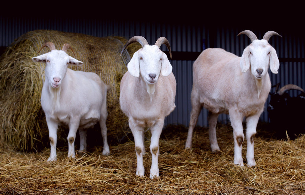 Eden Farmed Animal Sanctuary